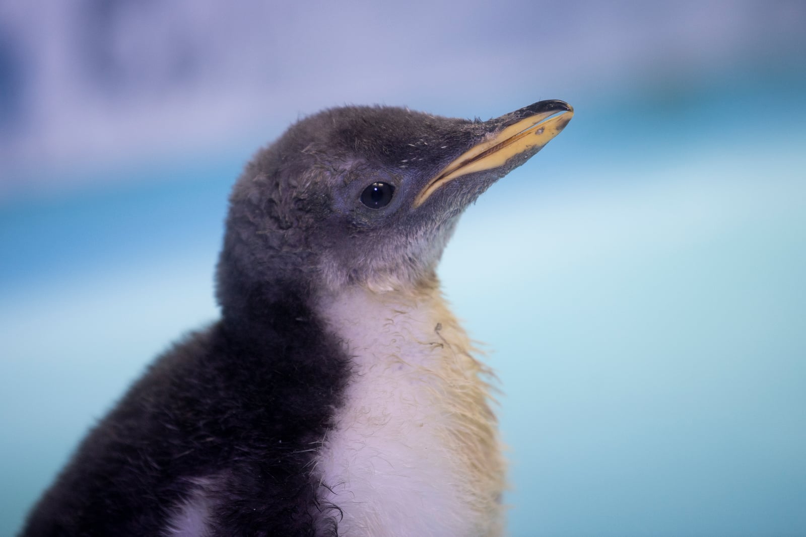 Un bebé pingüino llamado “Alex” es visto en una zona seca en el Acuario Inbursa, en la Ciudad de México. Foto: PEDRO PARDO / AFP
