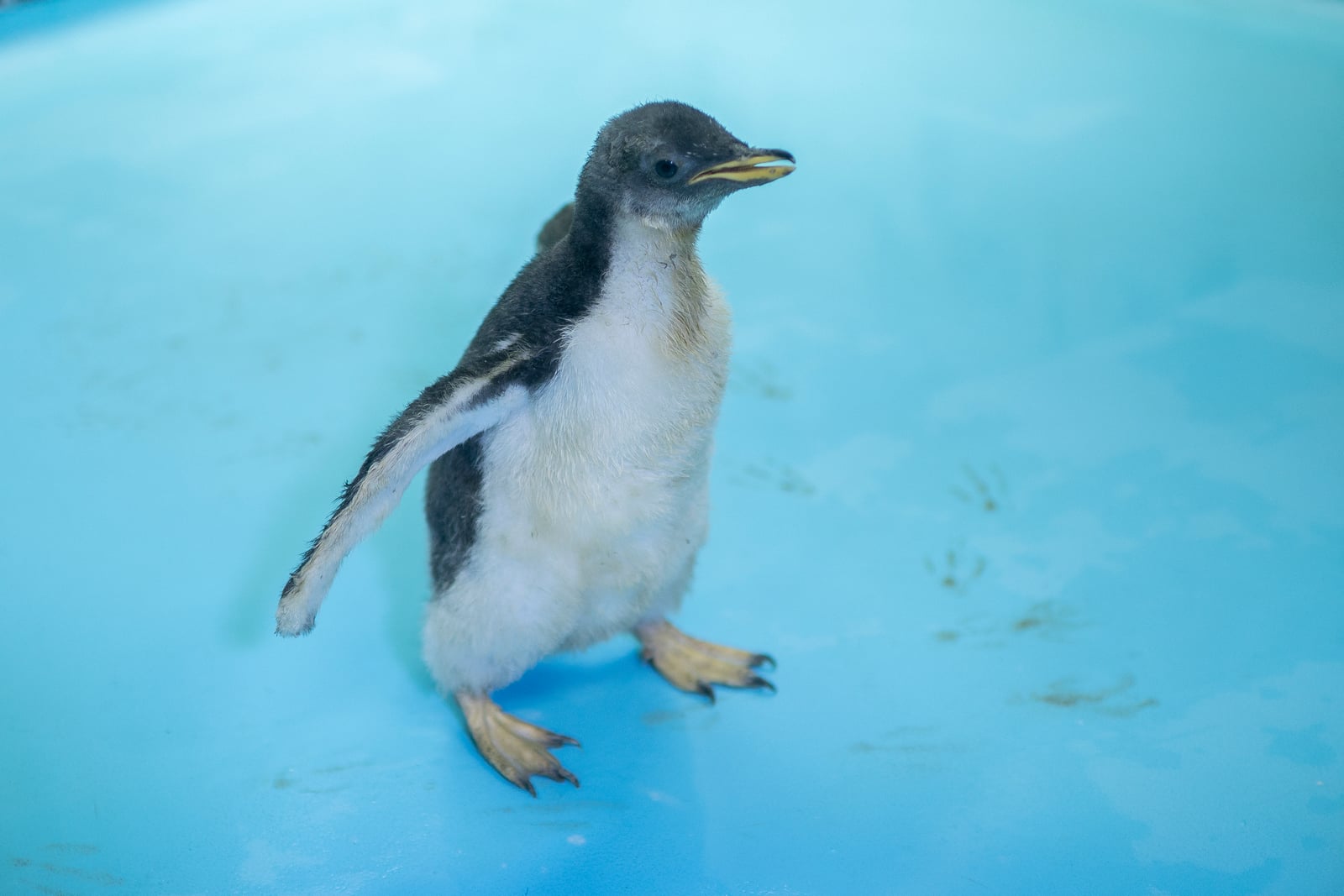 Un bebé pingüino llamado “Alex” es visto en una zona seca en el Acuario Inbursa, en la Ciudad de México. Foto: PEDRO PARDO / AFP