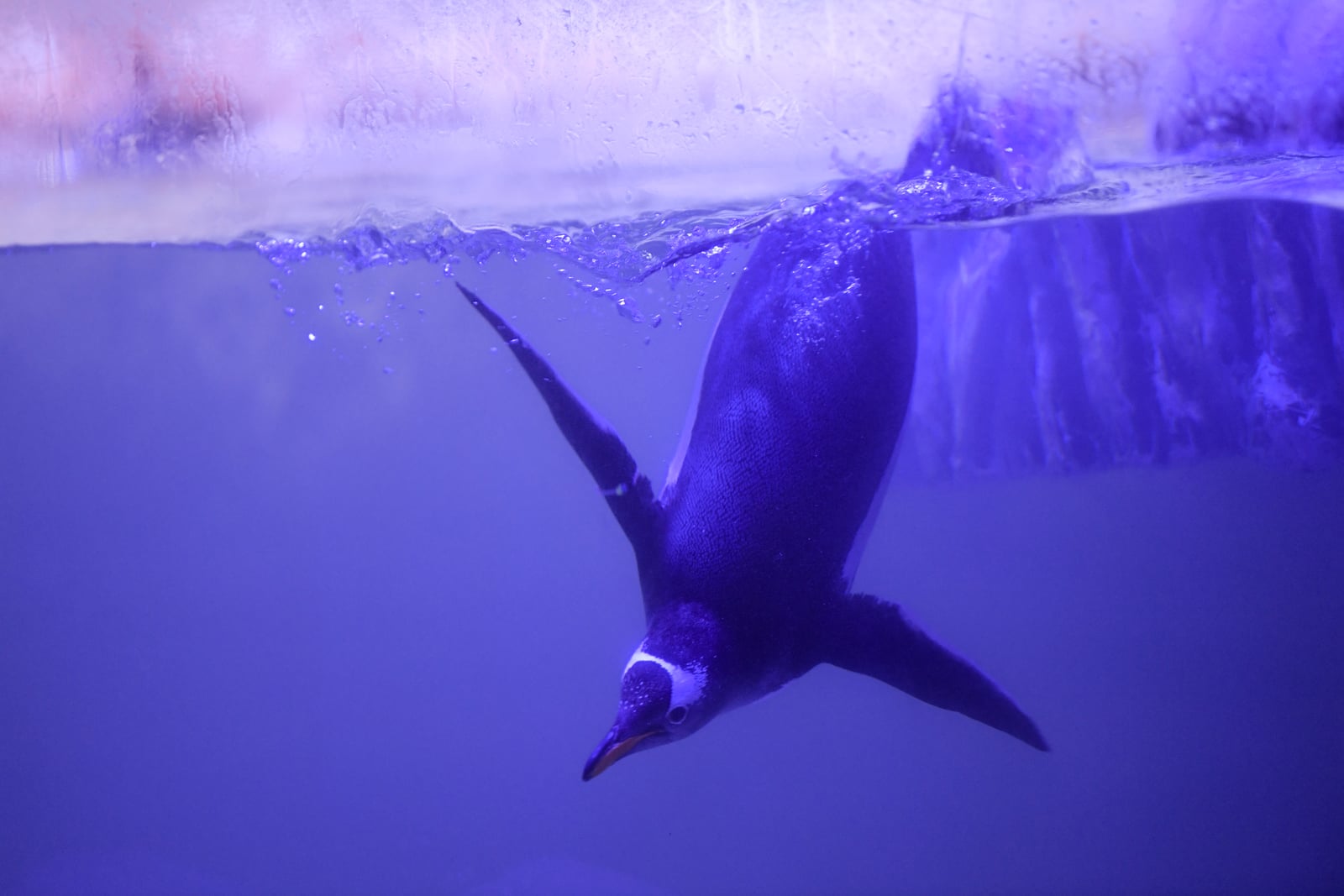Un pingüino papúa (Pygoscelis papua) es visto en un ambiente antártico recreado en el Acuario Inbursa, en la Ciudad de México. Foto: PEDRO PARDO / AFP