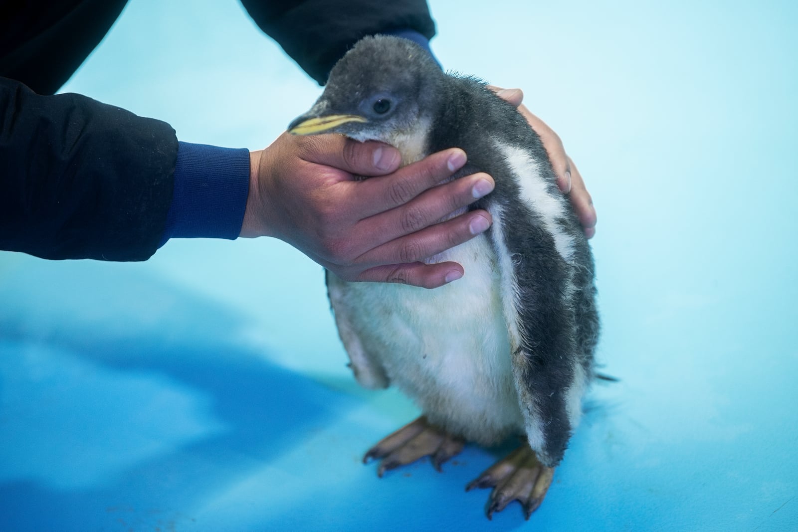 Un bebé pingüino llamado “Alex” es visto en una zona seca en el Acuario Inbursa, en la Ciudad de México. Foto: PEDRO PARDO / AFP