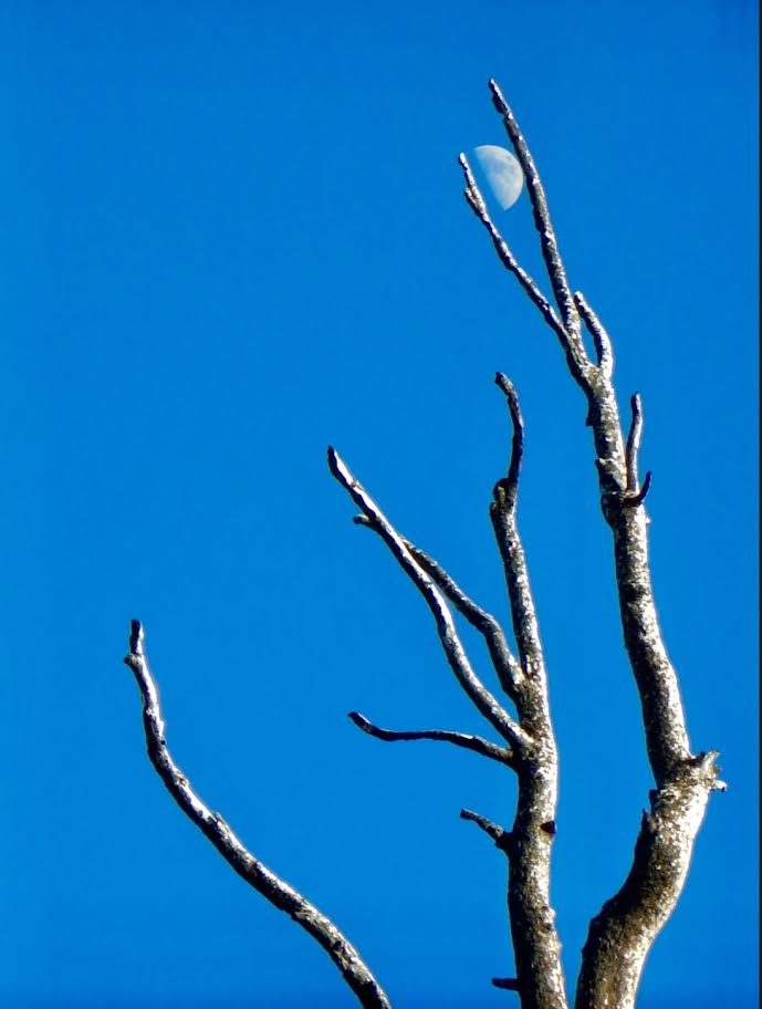 "Luna atrapada", foto por Plácido Garza en el Cerro La Viga, de Arteaga, Coahuila, a 3,712 metros de altitud. sobre el nivel del mar, la segunda cumbre más alta de México, después del Pico de Orizaba.