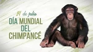 Día mundial del chimpancé