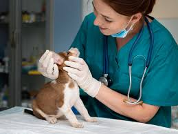 Foto tomada de la red