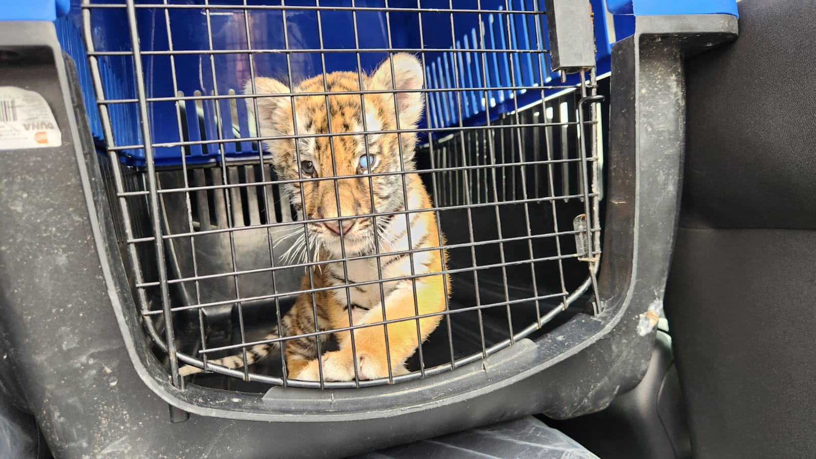 Rescatan a tigre y frenan acumulación de llantas en Escobedo