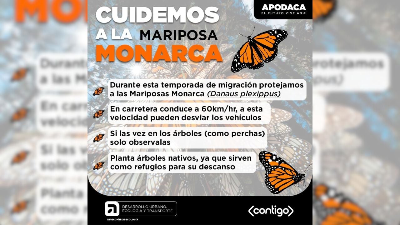 Monarca