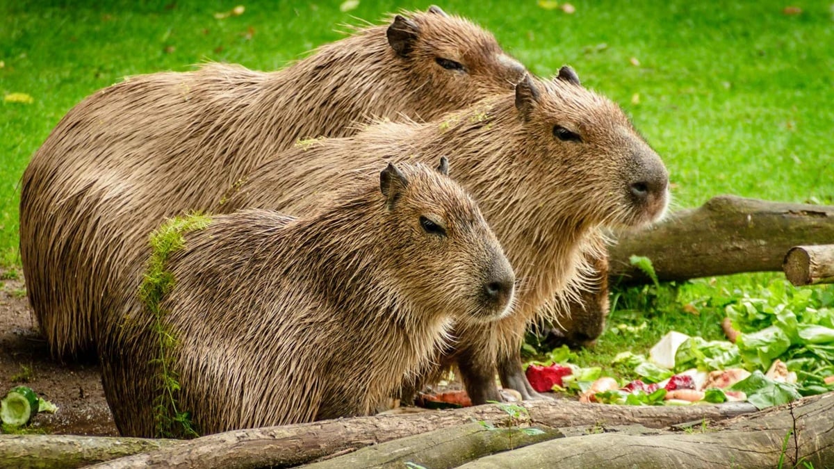 Día de apreciación del capibara, foto: tomada de la red.