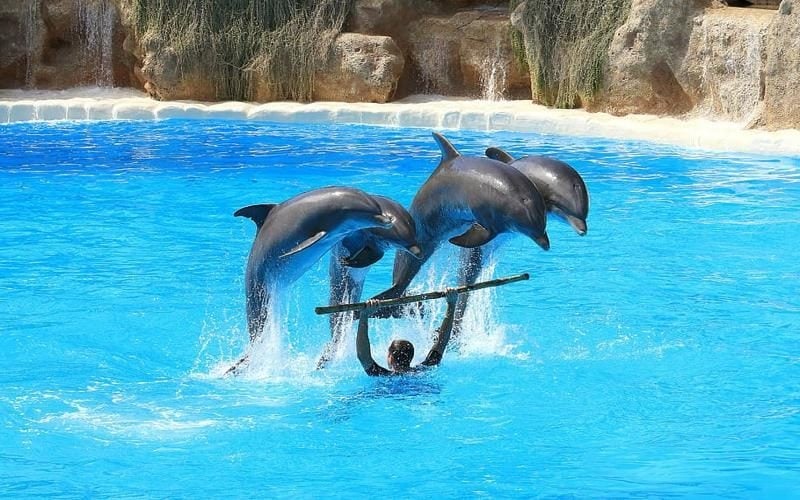  Día Mundial de los Delfines en Cautiverio 