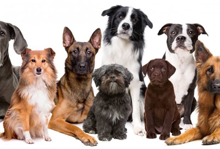 Dia del Perro (tercer domingo)