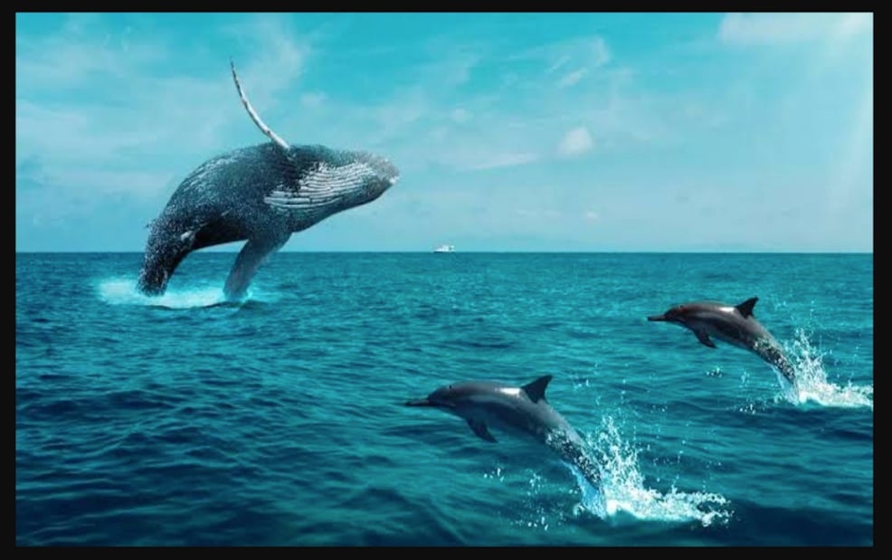 Día Mundial de las Ballenas y los Delfines
