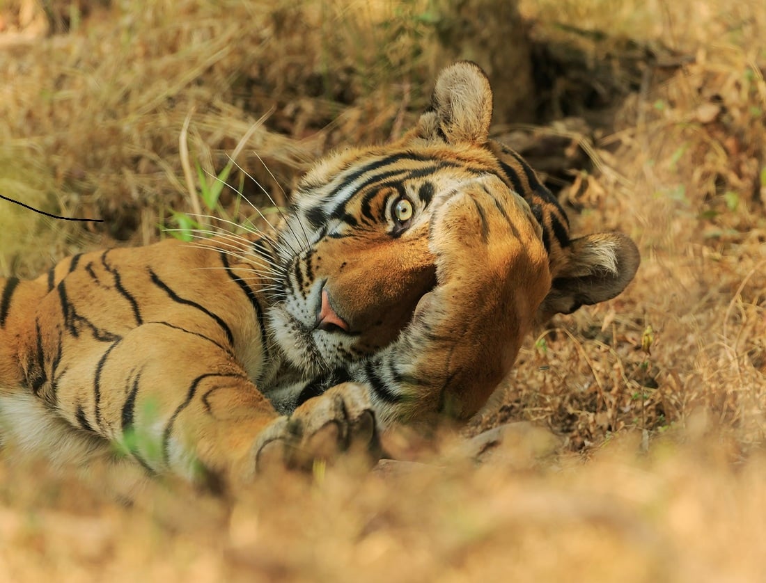Día Internacional del Tigre 