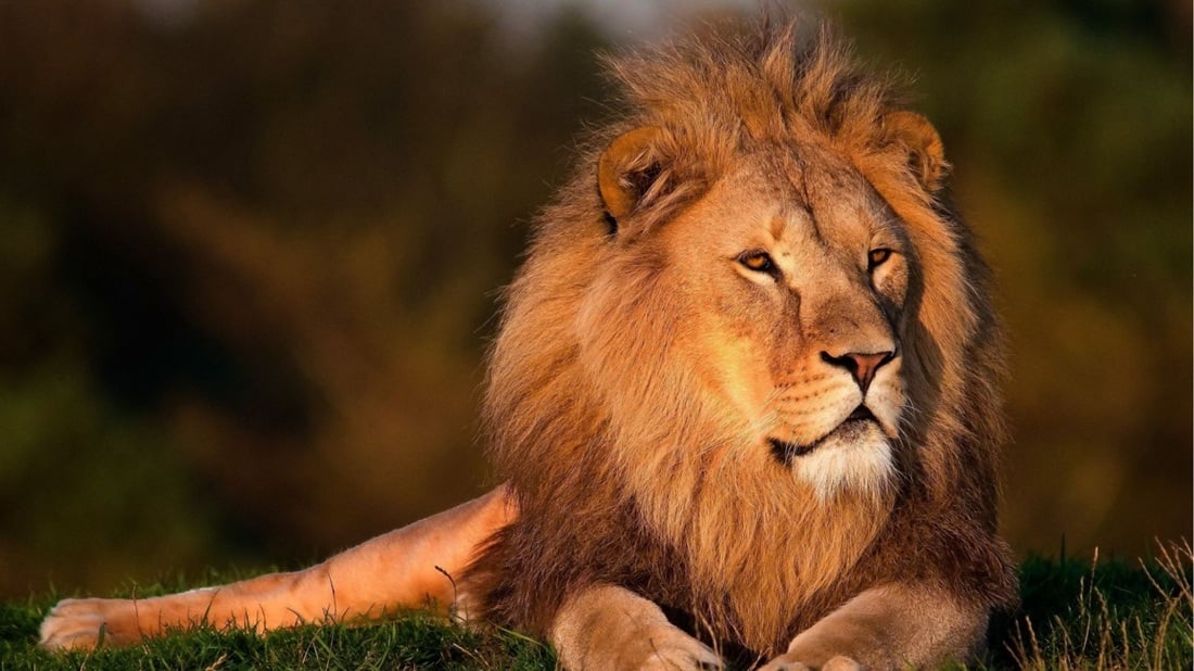 Día Mundial del León
