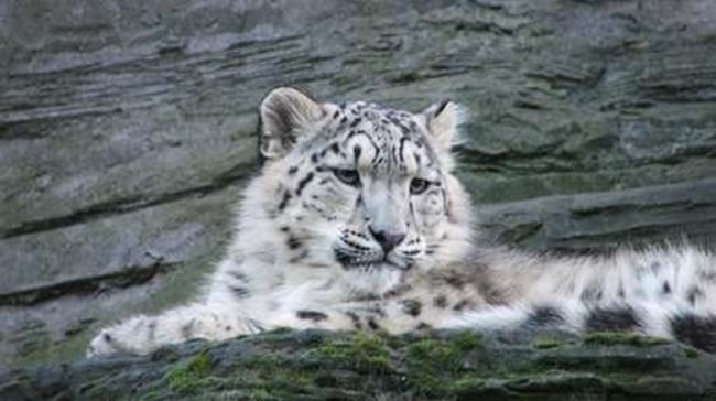 Día internacional del leopardo nublado