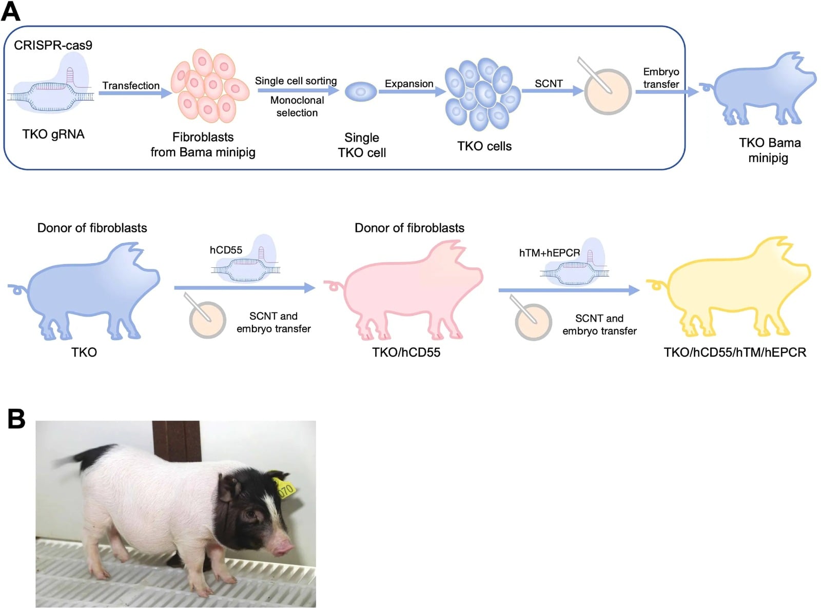 Lechones genéticamente modificados para investigación en xenotrasplantes. Pertenecen a un programa distinto al de eGenesis y no corresponden al animal donante de Tim Andrews. Fotografía: Huai y colaboradores, Frontiers in Immunology (2025), figura 1B. Licencia Creative Commons Attribution (CC BY).