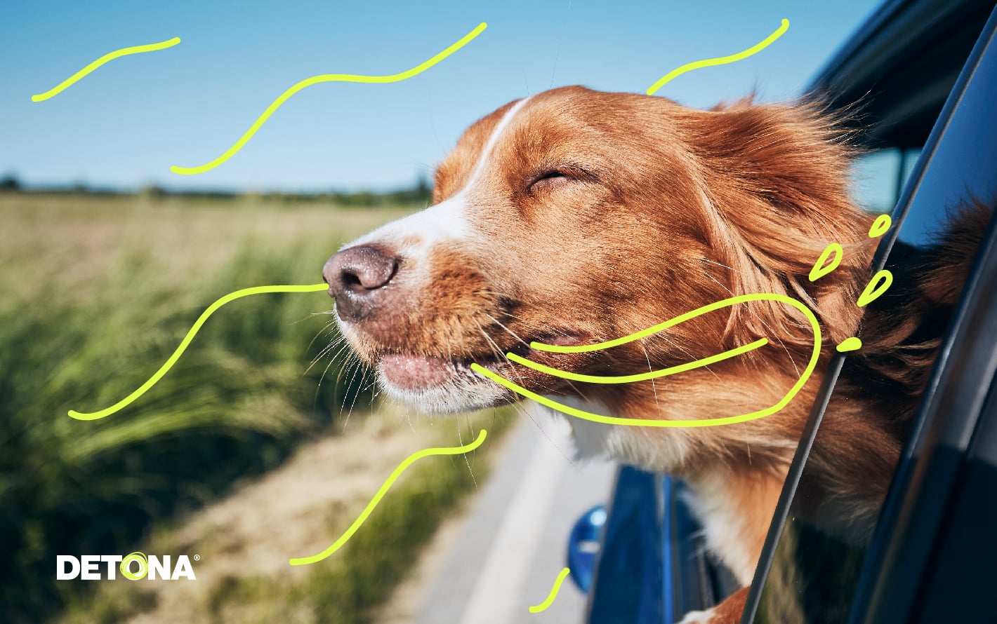 Perro asomado por la ventana de un carro