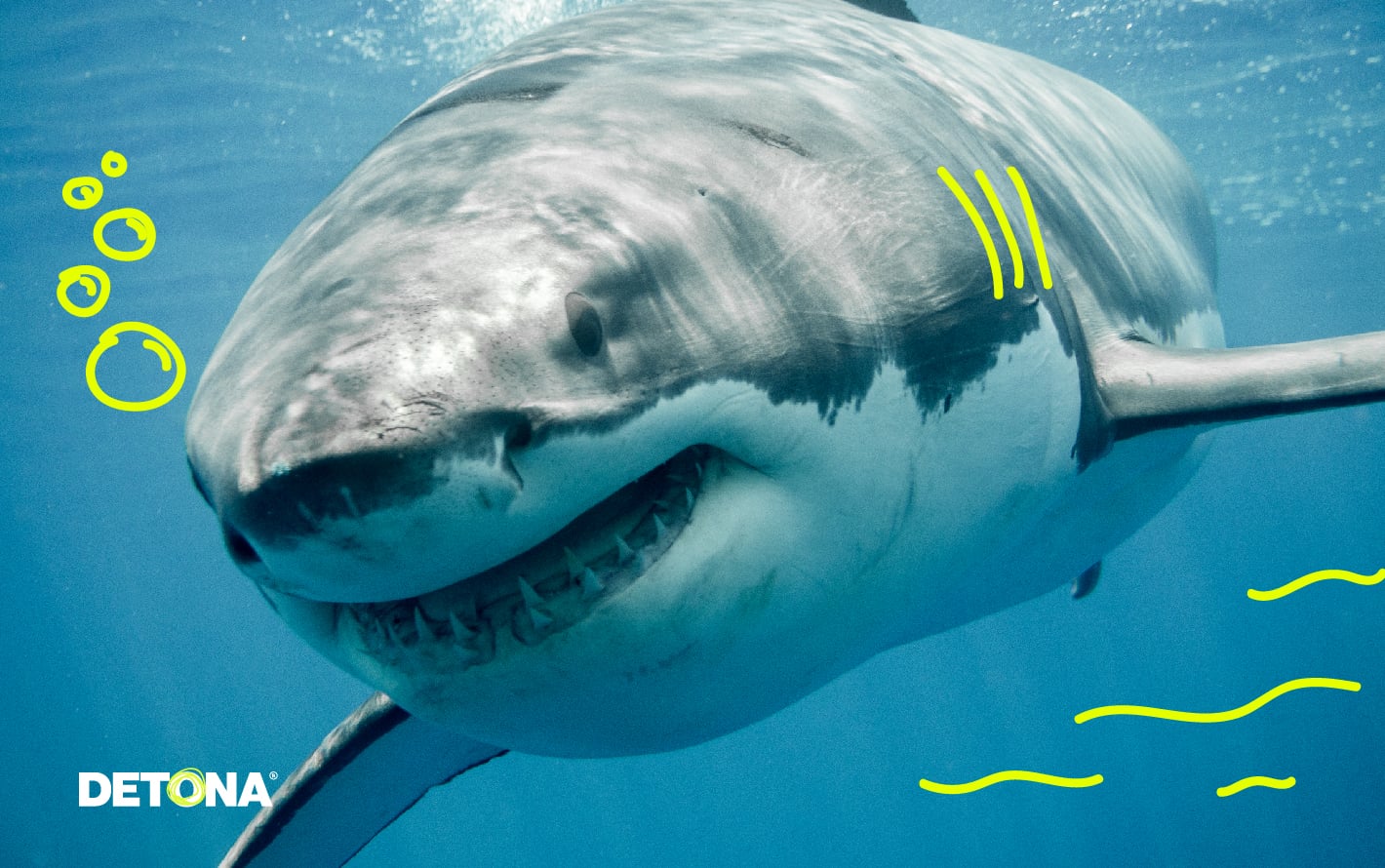 Tiburones blancos merodean costas de NY