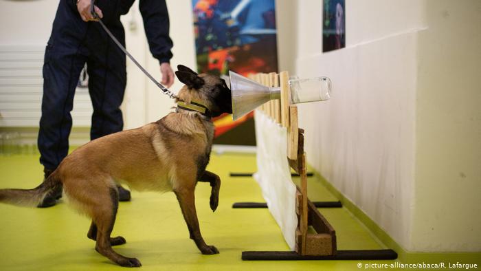 Perros detectan el COVID-19 en el olor de los contagiados.