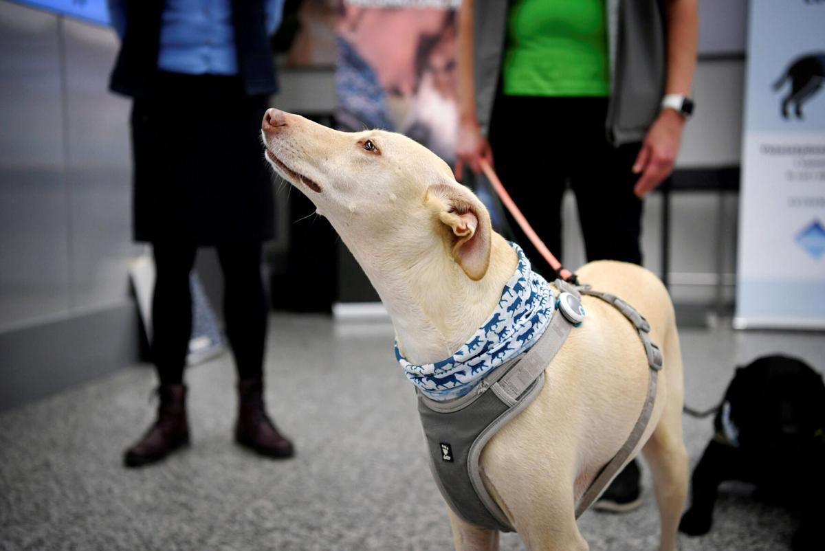 Perros son utilizados para detectar coronavirus en el aeropuerto internacional de Helsinki, Finlandia. Foto: Antti Aimo-Koivisto vía AP