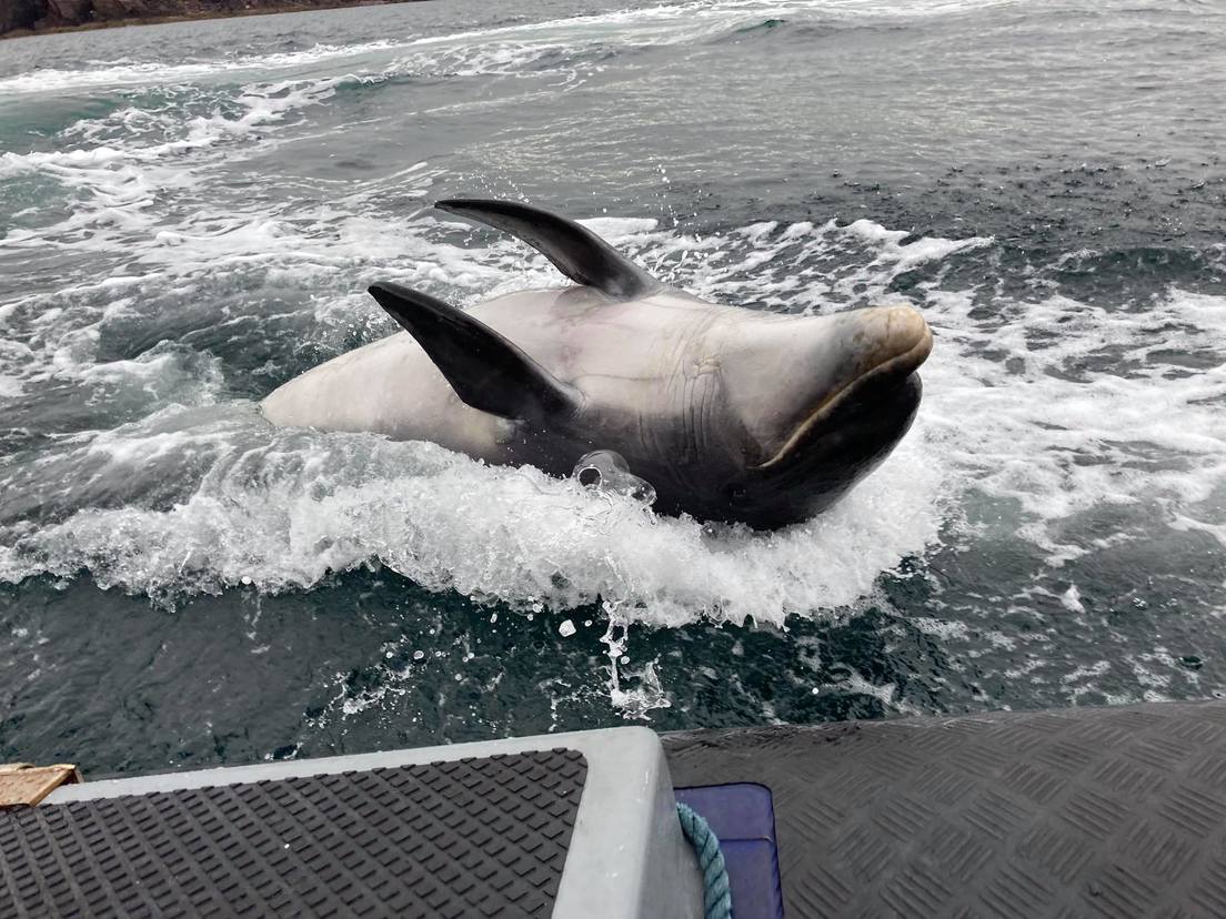 El delfín nariz de botella, Fungie. Foto: Dingle Sea Safari Tours