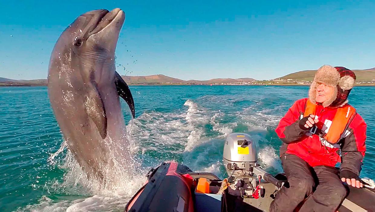 Fungie, un delfín nariz de botella ('Tursiops truncatus'), ha sido una atracción turística durante 37 años en la costa de Kerry, al suroeste de Irlanda. Foto: independent.ie