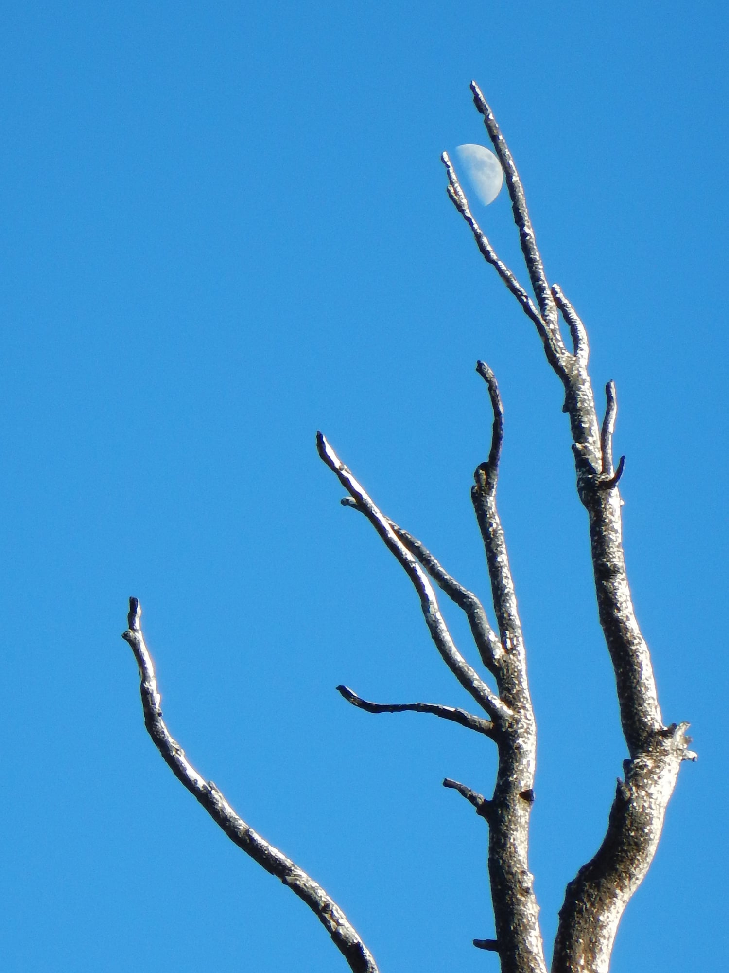 La Luna, engarzada en las ramas muertas de uno de los miles de árboles que sucumbieron al incendio de hace 10 años en La Viga. Foto Plácido Garza.