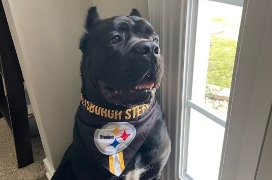 Foto Pittsburgh Steelers.