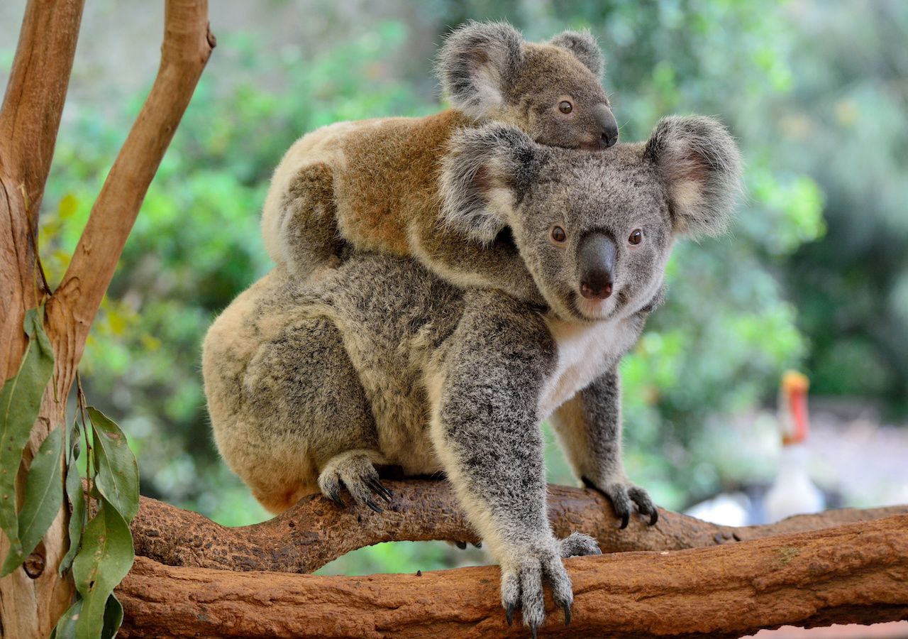 Para evitar extinción de koalas, buscan congelar espermas