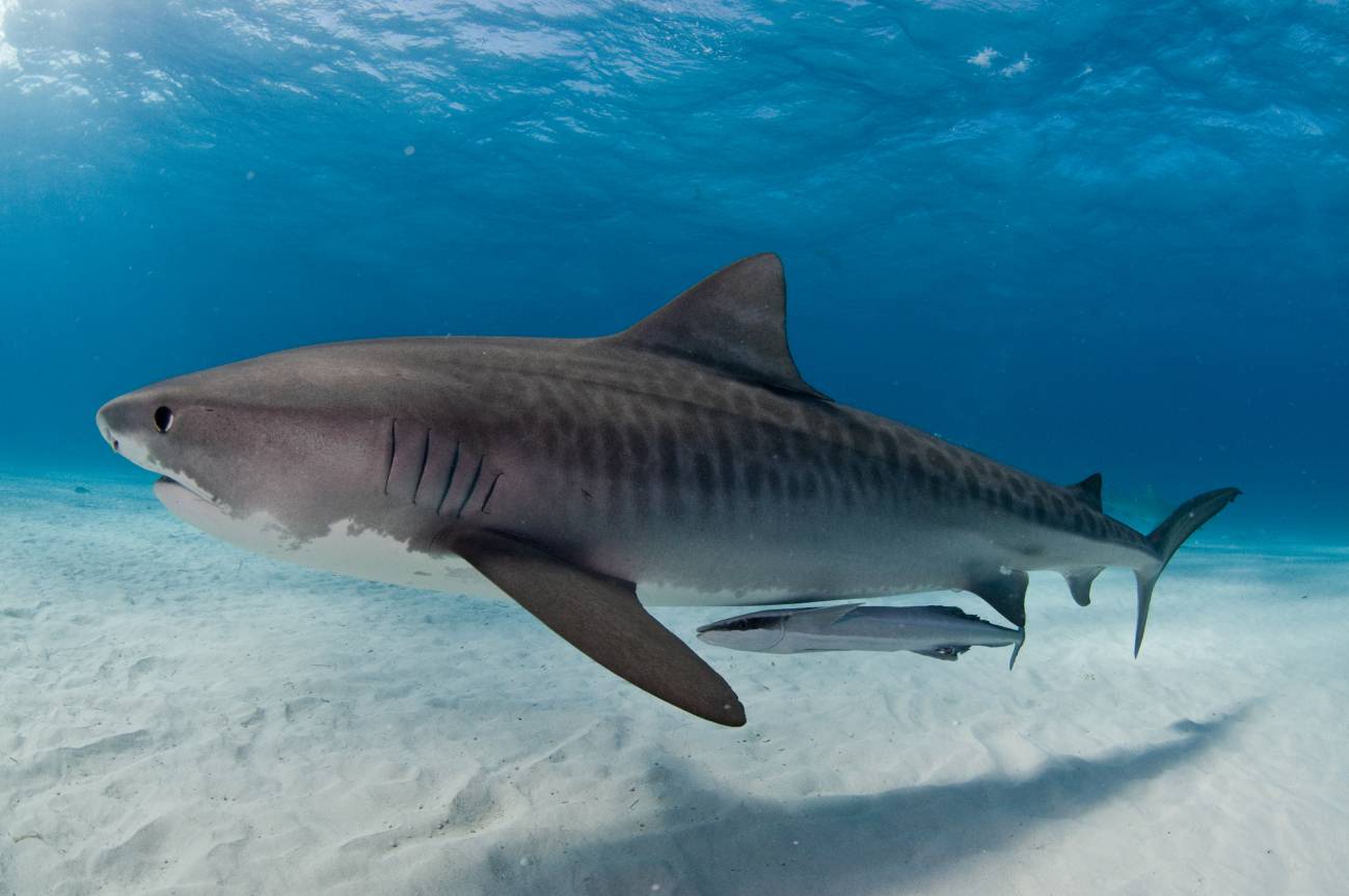 Tiburón tigre. Foto tomada de la red.