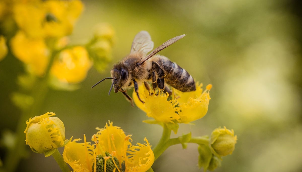 Día Mundial de las Abejas