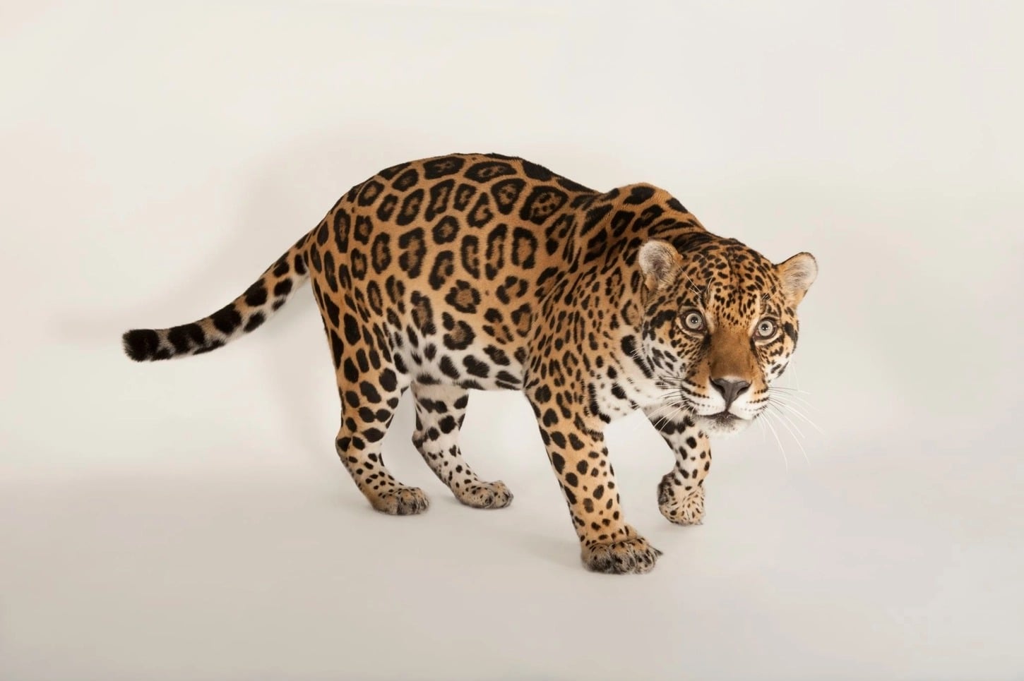 Jaguar (Panthera Onca).