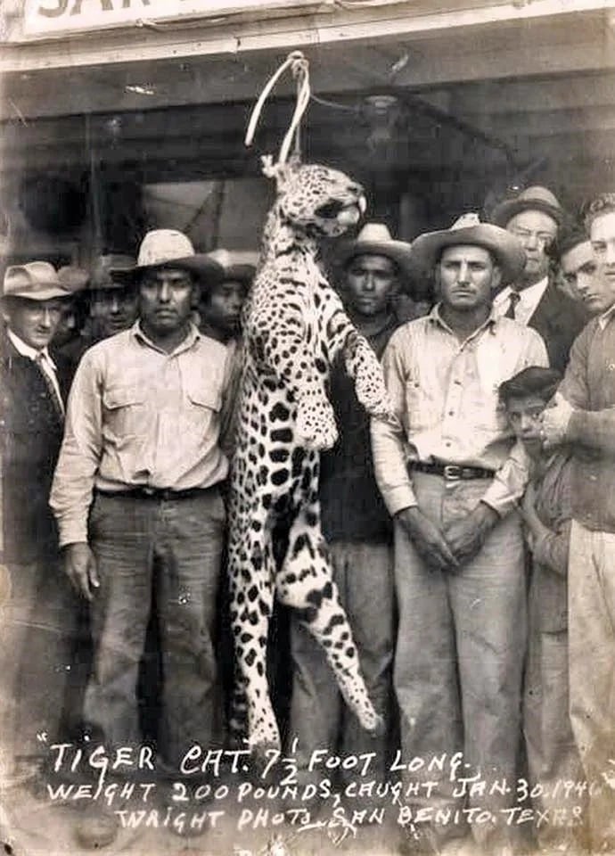 Jaguar cazado en Texas en 1946.