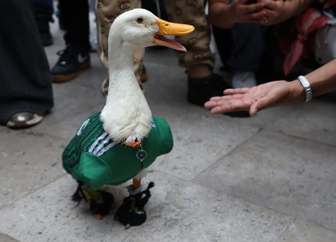 Merlín, el pato mundialista mexicano.