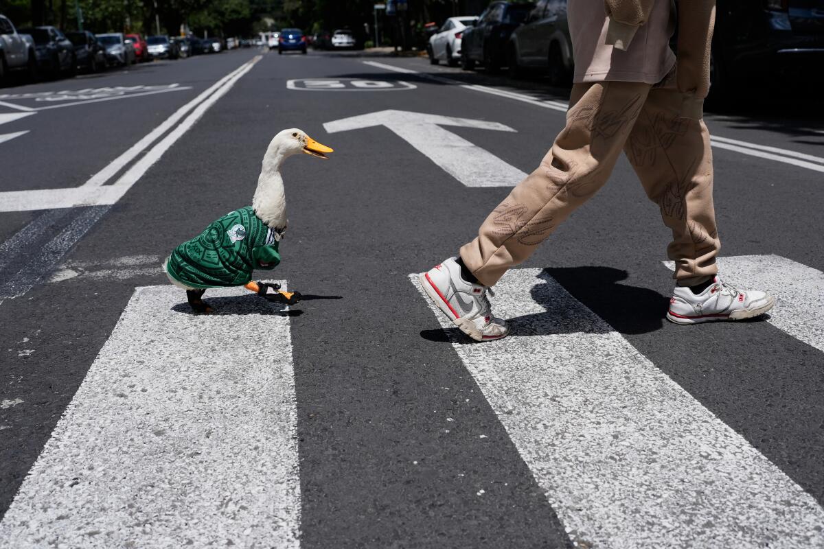 Hacernos patos