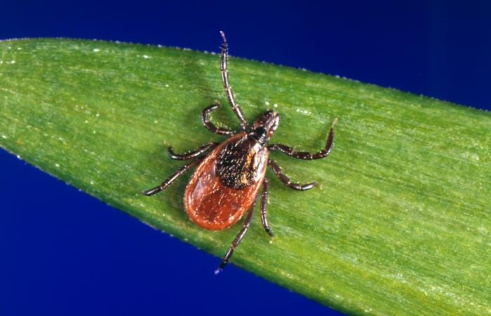 Hembra adulta de la garrapata de patas negras, Ixodes scapularis, vector de la enfermedad de Lyme. Fuente: CDC, Public Health Image Library (PHIL), imagen 1669; fotografía de Jim Gathany, dominio público.