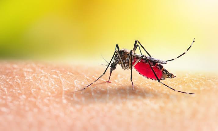 Día Mundial del Mosquito